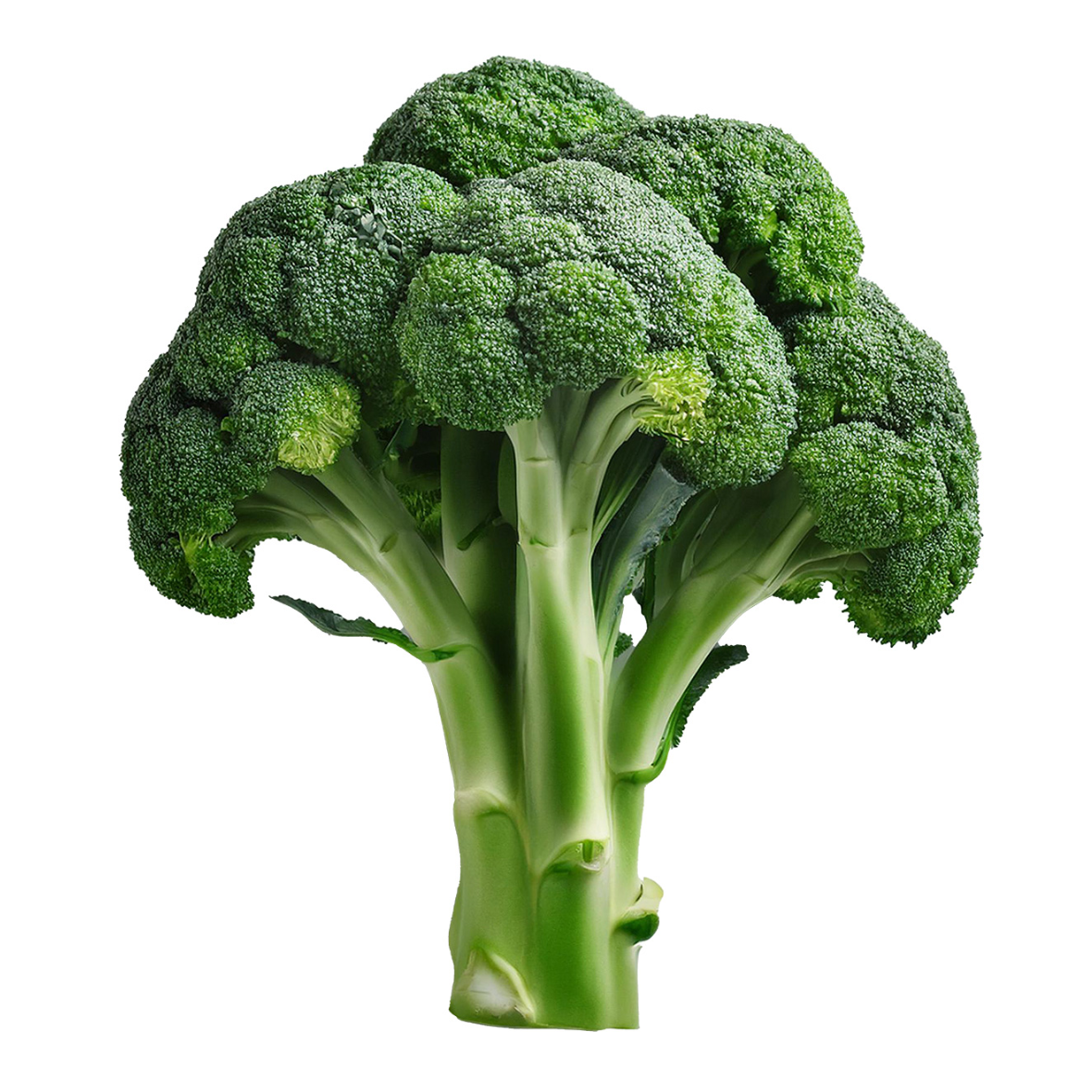 BROCCOLI
