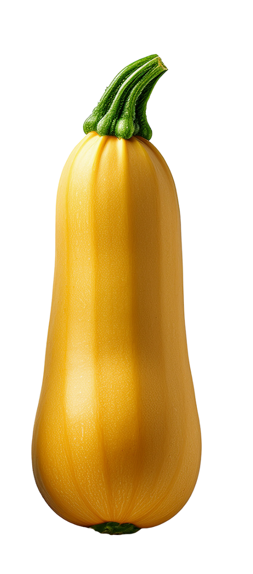 SUMMER SQUASH