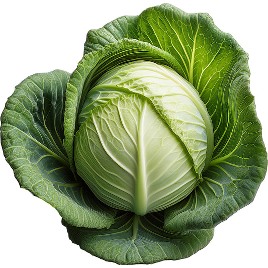 GREEN CABBAGE