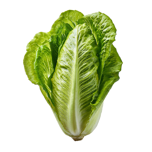 LETTUCE, Romaine