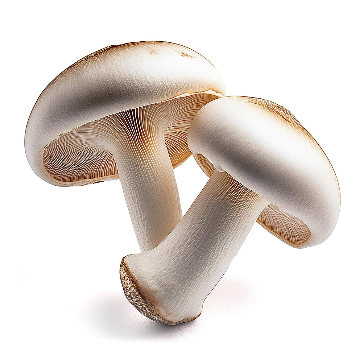 WHITE MUSHROOMS (8oz)