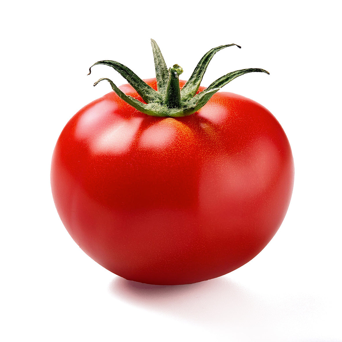TOMATO, Large