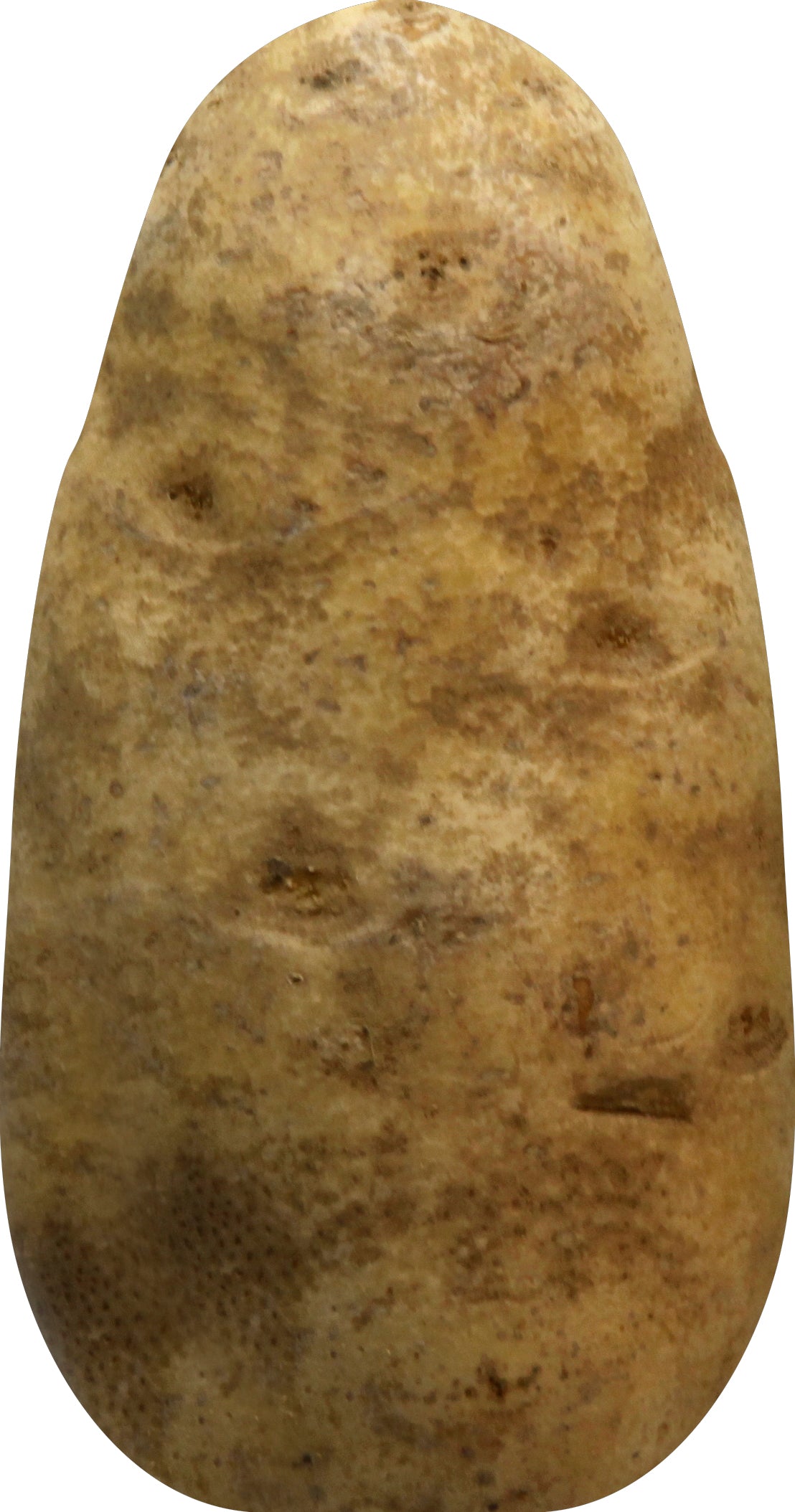 RUSSET POTATOES