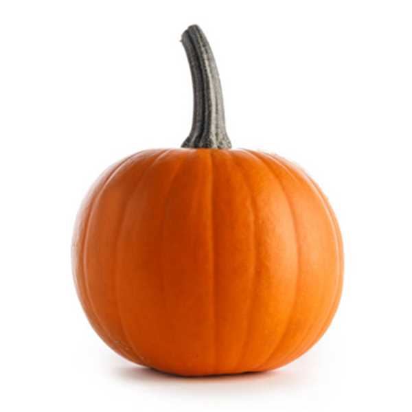Pie Pumpkin